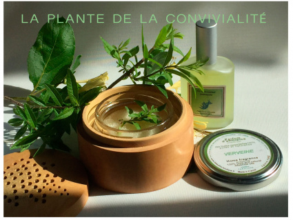 LOT  LA PLANTE DE LA CONVIVIALIT 